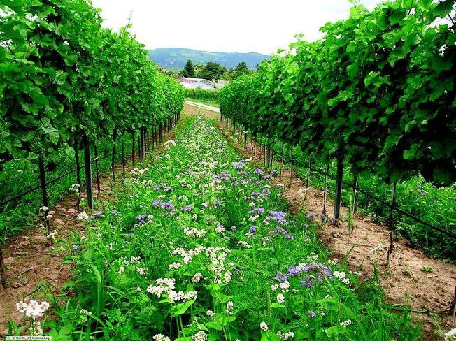 Blühende Frühjahrs/ Sommergründüngung (Sommerwicke,
Platterbse, Phacelia, Buchweizen, Alexandrinerklee) Anfang Juli vor dem Mulchen © M. Mehofer, HBLA und BA Klosterneuburg Blühende Frühjahrs/ Sommergründüngung (Sommerwicke,
Platterbse, Phacelia, Buchweizen, Alexandrinerklee) Anfang Juli vor dem Mulchen © M. Mehofer, HBLA und BA Klosterneuburg