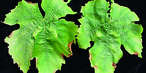 Kaliummangelsymptome an Blättern: Aufwölbung und beginnende Vertrocknung der Blattränder; Blätter glänzen ölig