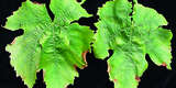 Kaliummangelsymptome an Blättern: Aufwölbung und beginnende Vertrocknung der Blattränder; Blätter glänzen ölig © Archiv