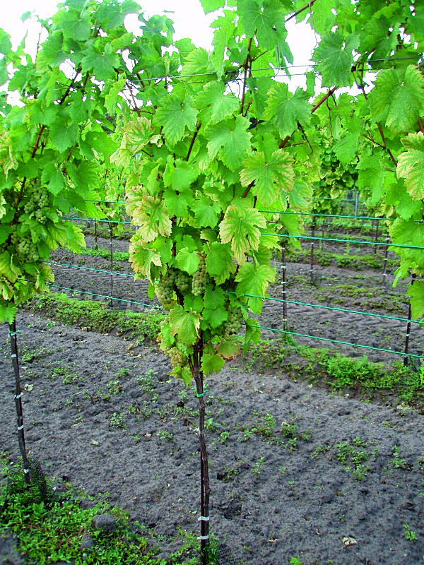 Symptome von Magnesiummangel an den Blättern einer Weißweinsorte ? Gelbverfärbung der Blattflächen zwischen den Blattadern © Archiv