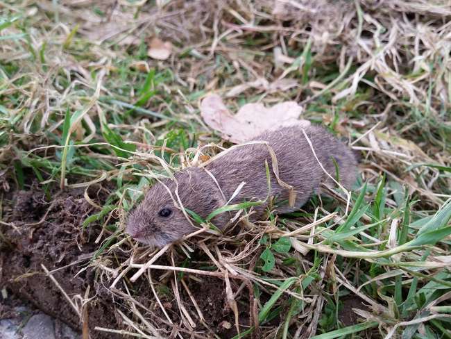 Langfristig hilft gegen Wühlmäuse nur das regelmäßige Fangen und die Förderung von Raubvögeln, beispielsweise mit Ansitzstangen © CC0 Langfristig hilft gegen Wühlmäuse nur das regelmäßige Fangen und die Förderung von Raubvögeln, beispielsweise mit Ansitzstangen © CC0