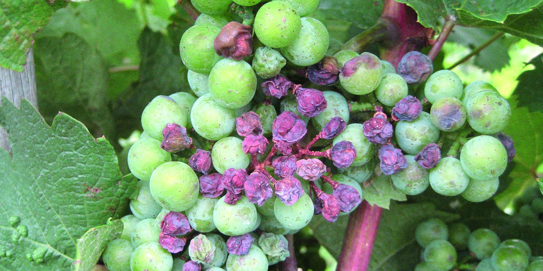 Durch Sonnenbrand vertrocknete Beeren einer Weißweinsorte Ende Juli. © M. Mehofer, HBLA und BA Klosterneuburg