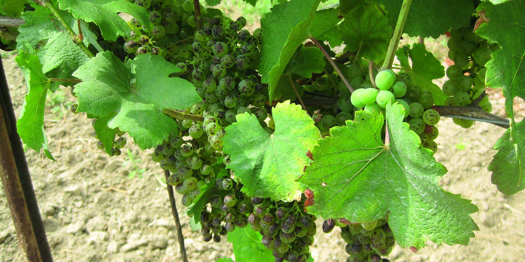 © Barbara Friedrich, HBLAWO Klosterneuburg © Barbara Friedrich, HBLAWO Klosterneuburg