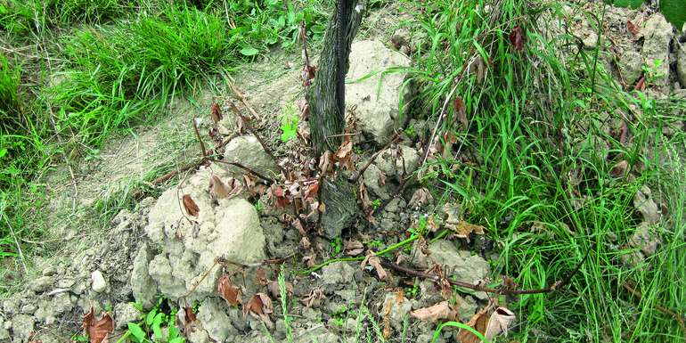 Eingetrocknete Stammaustriebe durch den Einsatz eines Abrennmittels. © Barbara Friedrich, HBLAWO Klosterneuburg