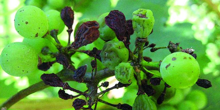 Lederbeeren: Typisches Schadbild der Lederbeeren © Josef Klement, LK Steiermark