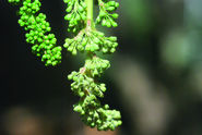 Peronosporabefall a, Geschein © Josef Klement, LK Steiermark