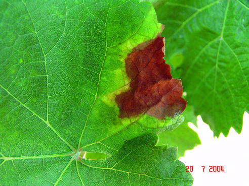 Roter Brenner - typisches Blattsymptom, mit gelblichen Saum bei Weißweinsorten © E. Kührer, WBS Krems