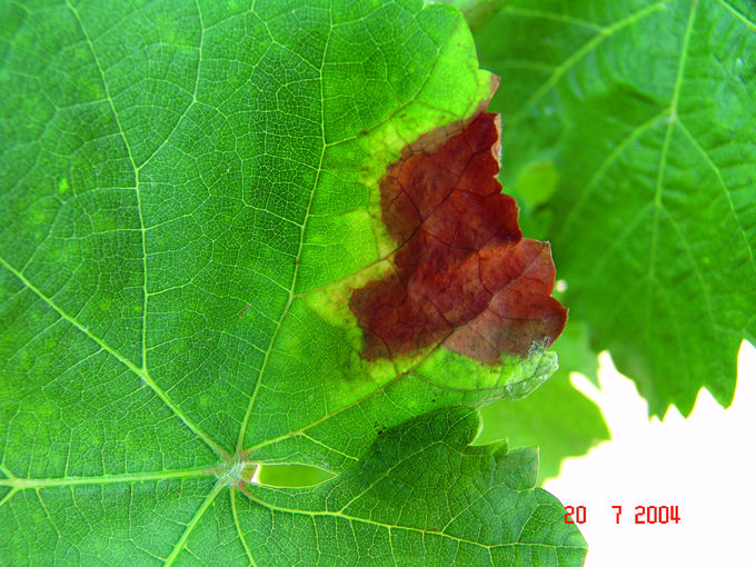 Roter Brenner - typisches Blattsymptom, mit gelblichen Saum bei Weißweinsorten © E. Kührer, WBS Krems