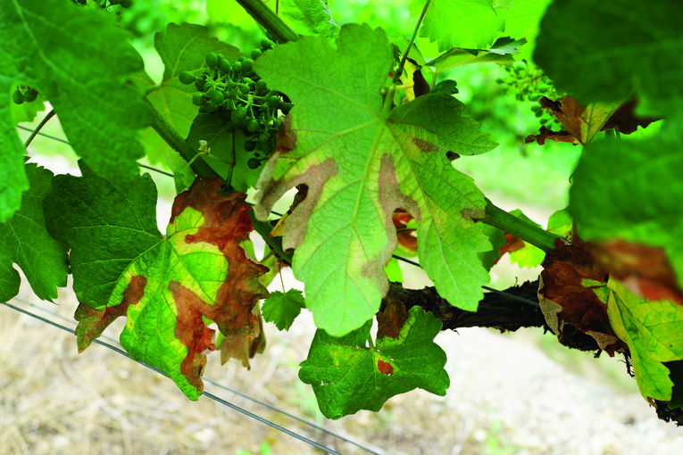 Roter Brenner, die geschädigten bräunlichen Blattadern sind an der Blattunterseite erkennbar. © E. Kührer, WBS Krems