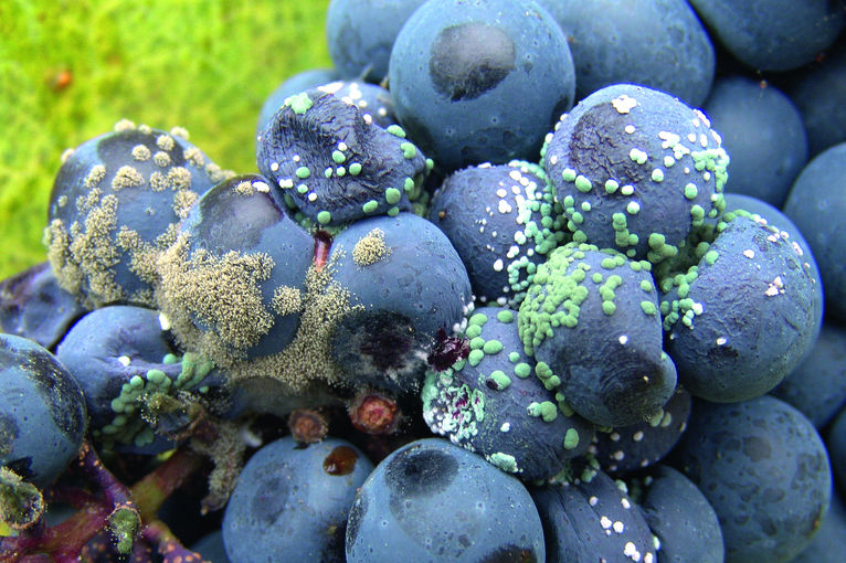 Mischinfektion: Grünfäule, links Botrytis © E. Kührer, WBS