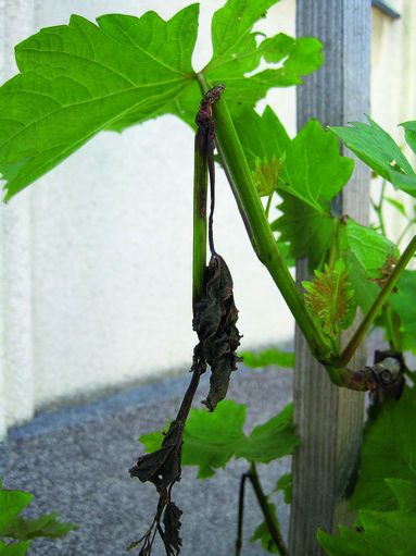 © Barbara Friedrich, HBLAWO Klosterneuburg © Barbara Friedrich, HBLAWO Klosterneuburg