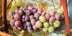 © Barbara Friedrich, HBLAWO Klosterneuburg © Barbara Friedrich, HBLAWO Klosterneuburg