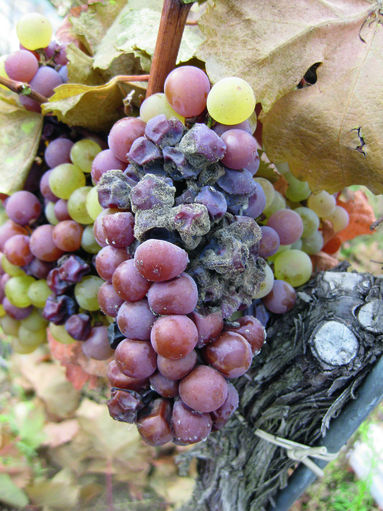 © Barbara Friedrich, HBLAWO Klosterneuburg © Barbara Friedrich, HBLAWO Klosterneuburg