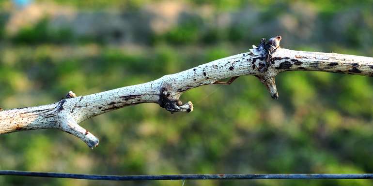 Die Rinde der Fruchtruten ist weiß ausgebleicht und mit kleinen schwarzen Pusteln besetzt. © E. Kührer, WBS