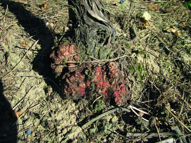 Krebsartige, knollen- oder leistenförmige Wucherungen am oberirdischen mehrjährigen Holz. © E. Kührer, WBS