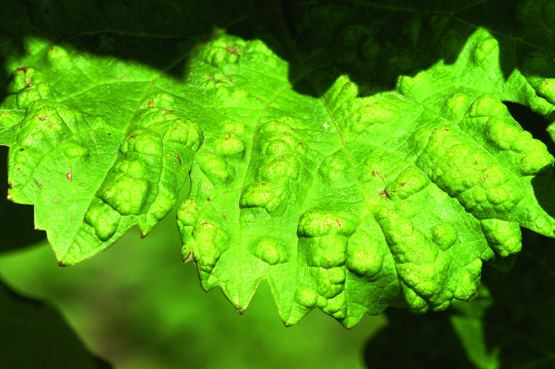 Pocken auf der Blattoberseite verursacht durch die Saugtätigkeit der Pockenmilbe auf der Blattunterseite © E. Kührer, WBS