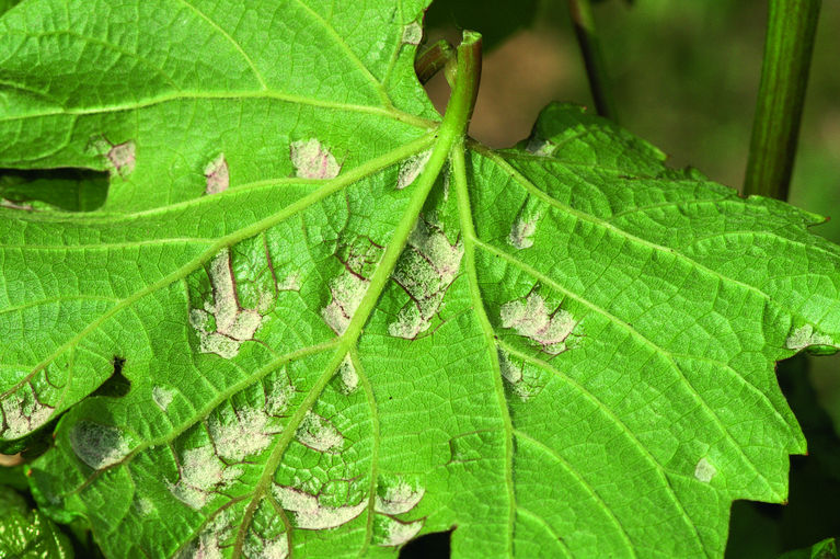 Pockenmilbenbefall am Blatt © E. Kührer, WBS