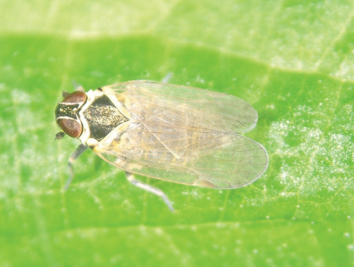 Windenglasflügelzikade
(Hyalesthes obsoletus) © M. Riedle-Bauer, HBLA und BA Klosterneuburg