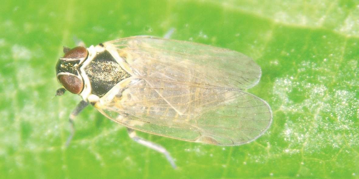 Windenglasflügelzikade
(Hyalesthes obsoletus) © M. Riedle-Bauer, HBLA und BA Klosterneuburg