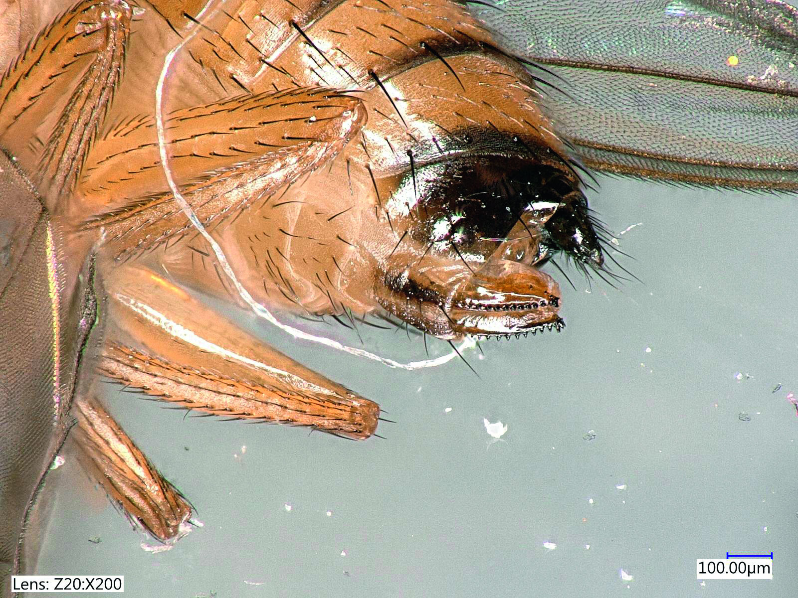 Legebohrer von Kirschessigfliegen-Weibchen © AGES