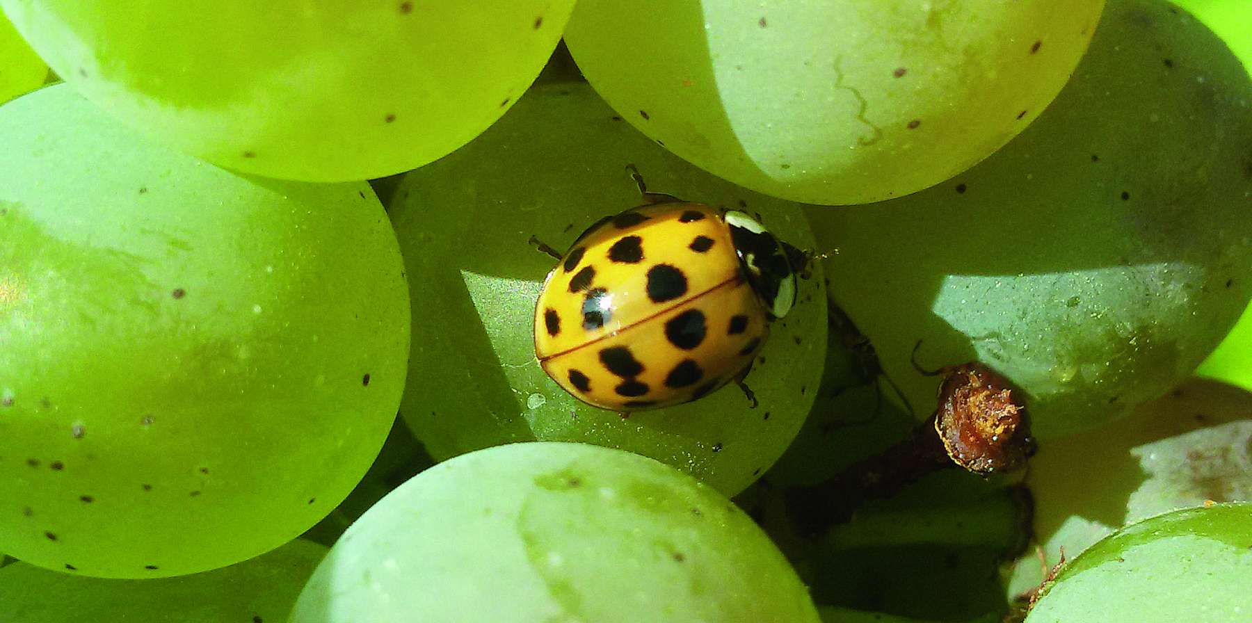 Asiatischer Marienkäfer © B. Friedrich, HBLA WO Klosterneuburg