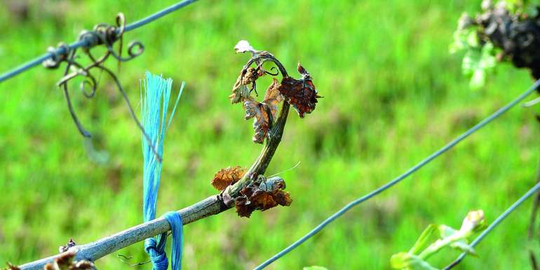 Durch Frost geschädigter Rebstock © LK NÖ/D. Hugl