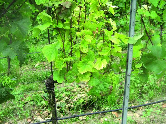 Chlorosesymptome an einem Rebstock © K. Hanak, HBLA und BA Klosterneuburg