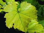 Chlorose ? vergilbtes Blatt mit grünen Blattadern © Sachgerechte Düngung im Weinbau