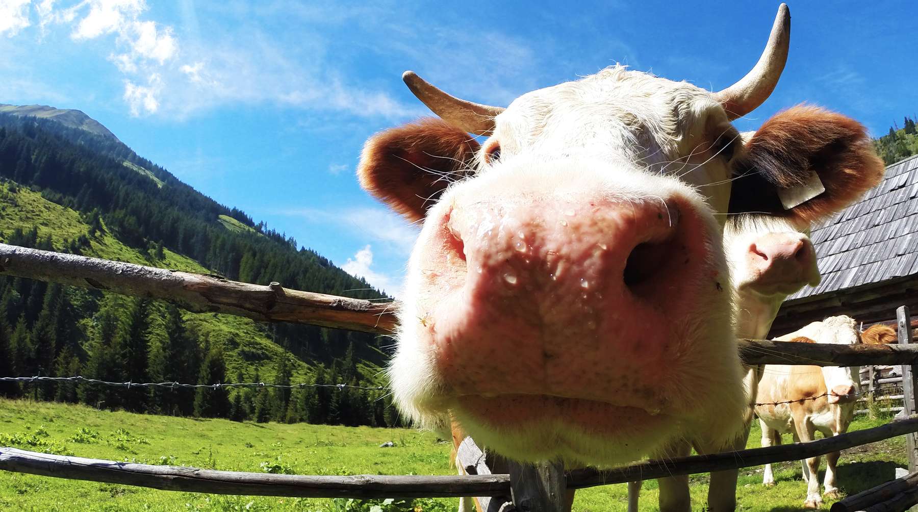 Milchkuh auf der Weide © LK NÖ/Angela Hauer Milchkuh auf der Weide © LK NÖ/Angela Hauer