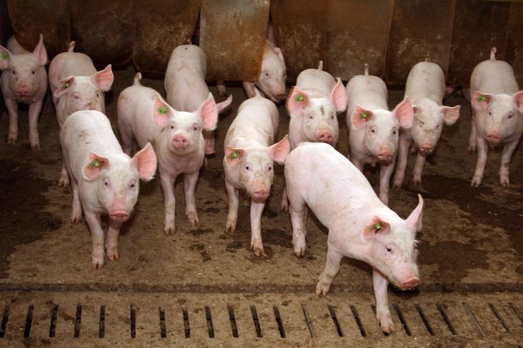 Der Tierhalter muss sämtliche Ein- und Ausstallungen kontrollieren. Er ist auch für Aufzeichnungen über verwendete Tiertransportmittel zuständig. © BilderBox Der Tierhalter muss sämtliche Ein- und Ausstallungen kontrollieren. Er ist auch für Aufzeichnungen über verwendete Tiertransportmittel zuständig. © BilderBox