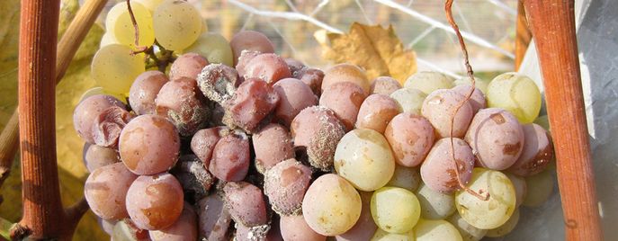 Wein Header Krankheiten © Graufäule, Barbara Friedrich, HBLAWO Klosterneuburg Wein Header Krankheiten © Graufäule, Barbara Friedrich, HBLAWO Klosterneuburg