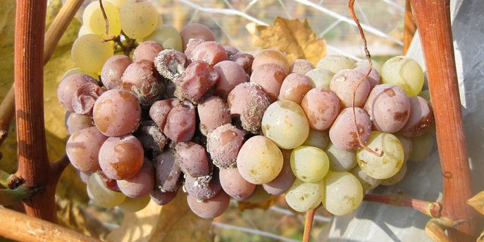 Wein Header Krankheiten © Graufäule, Barbara Friedrich, HBLAWO Klosterneuburg
