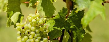 Wein Header Pflanzenschutz © pixabay.jpg