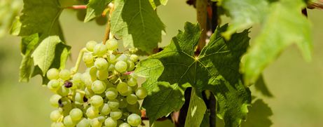 Wein Header Pflanzenschutz © pixabay.jpg Wein Header Pflanzenschutz © pixabay.jpg