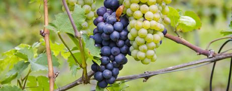 Wein Header Pflegemaßnahmen © pixabay.jpg Wein Header Pflegemaßnahmen © pixabay.jpg