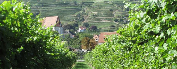 Wein Header Recht und Förderungen © pixabay.jpg