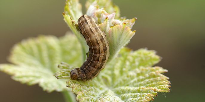 Wein Header Schädlinge / Erdraupe © E. Kührer, WBS Krems