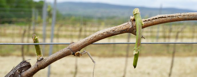 Wein Header Sonstige Schädlinge / Durch Wild geschädigkter Rebstock © E. Kührer, WBS Krems