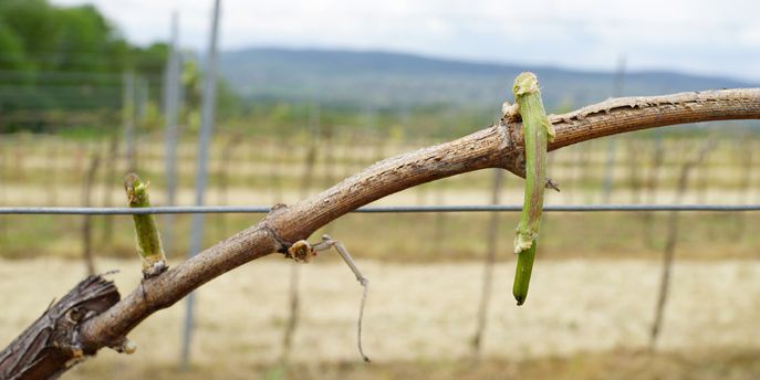Wein Header Sonstige Schädlinge / Durch Wild geschädigkter Rebstock © E. Kührer, WBS Krems