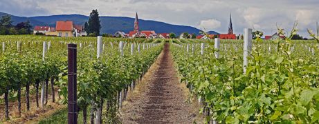 Wein Header Weinbau aktuell © pixabay.jpg