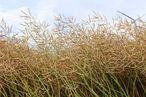 Unreife Gummischoten im unteren, ertragreicheren Teil der stark verzweigten Rapspflanze © Bgld. Landwirtschaftskammer/Hombauer Unreife Gummischoten im unteren, ertragreicheren Teil der stark verzweigten Rapspflanze © Bgld. Landwirtschaftskammer/Hombauer
