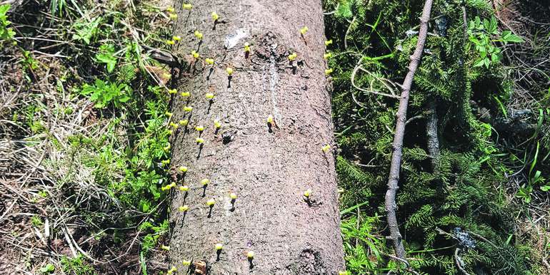 Fangbaum mit über 120 Einborhlöchern pro Laufmeter nach rund 20 Tagen ab 1. April. © LK NÖ/Karl Schuster Fangbaum mit über 120 Einborhlöchern pro Laufmeter nach rund 20 Tagen ab 1. April. © LK NÖ/Karl Schuster