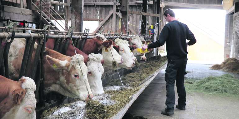 Das Online-Rationsprogramm schätzt für jede Kuh die Gesamtfutteraufnahme. So kann trotz gleicher Milchleistung der Bedarf an Kraftfutterergänzung für jede Kuh unterschiedlich sein. © LK NÖ/Paula Pöchlauer-Kozel Das Online-Rationsprogramm schätzt für jede Kuh die Gesamtfutteraufnahme. So kann trotz gleicher Milchleistung der Bedarf an Kraftfutterergänzung für jede Kuh unterschiedlich sein. © LK NÖ/Paula Pöchlauer-Kozel
