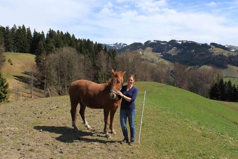 Pferd auf Wiese © Bea Gstir