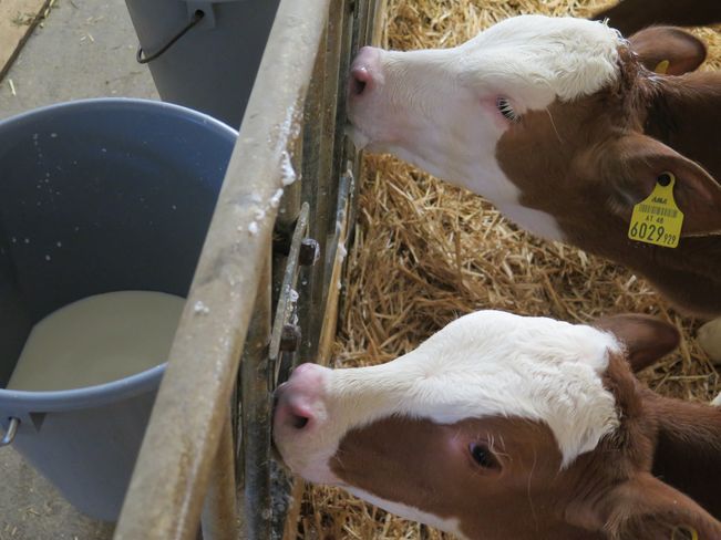 Eine Ad-libitum-Tränke ist in den ersten drei Lebenswochen eines Kalbes zu empfehlen. Der Energiebedarf kann somit bestens abgedeckt werden und das Kalb kann eine bestmögliche Immunantwort entwickeln. © Sandra Pfuner Eine Ad-libitum-Tränke ist in den ersten drei Lebenswochen eines Kalbes zu empfehlen. Der Energiebedarf kann somit bestens abgedeckt werden und das Kalb kann eine bestmögliche Immunantwort entwickeln. © Sandra Pfuner