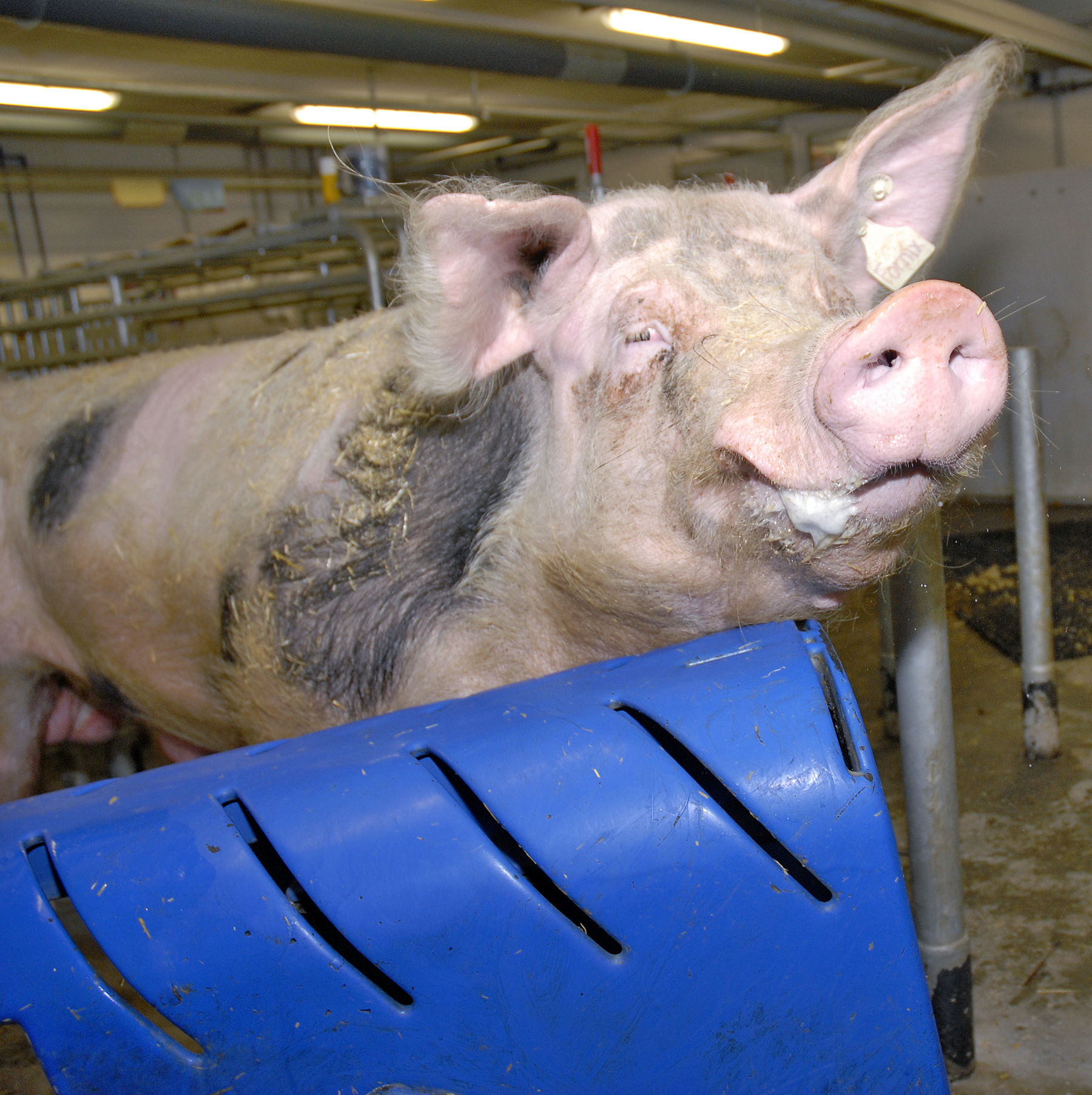 Schlechte Lagertemperaturen wirken sich negativ auf die Samenqualität aus. © Schweinebesamung Gleisdorf