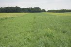 Entwicklung der Leguminosen-Mischung
Links: Anbaudatum zweite August-Dekate
Mitte: Anbaudatum erste August-Dekade
Rechts: Anbaudatum Ende Juli
Aufnahmedatum: 21.9.2016 © DI Willi Peszt Entwicklung der Leguminosen-Mischung
Links: Anbaudatum zweite August-Dekate
Mitte: Anbaudatum erste August-Dekade
Rechts: Anbaudatum Ende Juli
Aufnahmedatum: 21.9.2016 © DI Willi Peszt