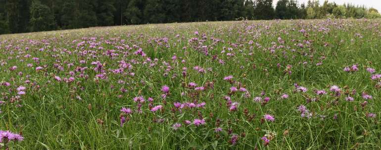 Mancherorts entwickelte sich die Wiesen-Flockenblume in einem bisher dort noch nicht gewesenen Ausmaß. © DI Peter Frühwirth Mancherorts entwickelte sich die Wiesen-Flockenblume in einem bisher dort noch nicht gewesenen Ausmaß. © DI Peter Frühwirth