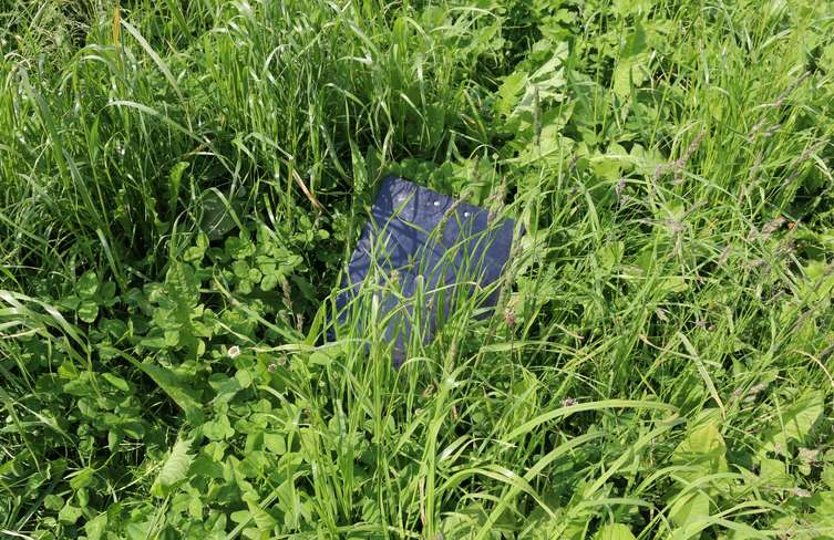 Längerfristig aufgebaute ausgewogene Pflanzenbeständen können Stressbedingungen leichter bewältigen. © DI Peter Frühwirth Längerfristig aufgebaute ausgewogene Pflanzenbeständen können Stressbedingungen leichter bewältigen. © DI Peter Frühwirth