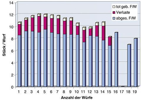 Die Kärntner Ferkelringauswertung aus dem Jahr 2009 mit über 3100 ausgewerteten Sauen zeigt, dass die Anzahl der geborenen und abgesetzten Ferkel ab dem 5. und 6. Wurf deutlich geringer wird. Mit einer Remontierungsrate von 40 % liegt man genau in diesem Bereich. © (Auswertung Mak) Die Kärntner Ferkelringauswertung aus dem Jahr 2009 mit über 3100 ausgewerteten Sauen zeigt, dass die Anzahl der geborenen und abgesetzten Ferkel ab dem 5. und 6. Wurf deutlich geringer wird. Mit einer Remontierungsrate von 40 % liegt man genau in diesem Bereich. © (Auswertung Mak)